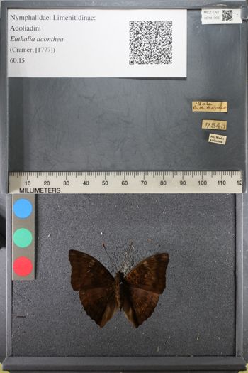 Media type: image;   Entomology 141906